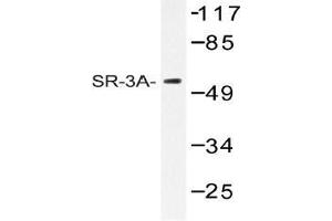 Western blot (WB) analysis of SR-3A antibody in extracts from HT-29 cells.