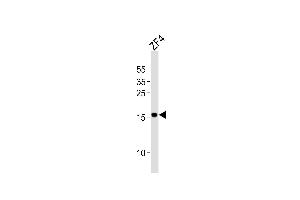 Western blot analysis of lysate from ZF4 cell line, using DANRE fundc1 Antibody (Center) (ABIN6242338 and ABIN6577852). (FUNDC1 antibody  (AA 94-126))