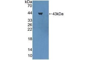 Detection of Recombinant PGA, Rat using Polyclonal Antibody to Pepsinogen A (PGA) (Pepsinogen A antibody  (AA 16-387))