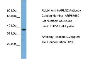 WB Suggested Anti-HAPLN2  Antibody Titration: 0. (HAPLN2 antibody  (Middle Region))