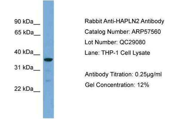 HAPLN2 anticorps  (Middle Region)