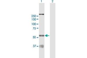 Western Blot analysis of CLK1 expression in transfected 293T cell line by CLK1 MaxPab polyclonal antibody.