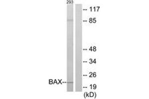 Western blot analysis of extracts from 293 cells, using BAX Antibody. (BAX antibody  (AA 41-90))