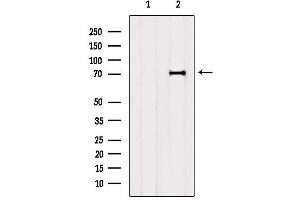 Western blot analysis of extracts from Hela, using p70 S6 Kinase Antibody.