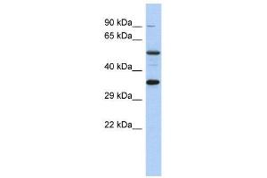 WB Suggested Anti-CREB1  Antibody Titration: 0. (CREB1 antibody  (Middle Region))