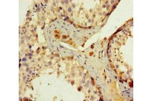 Immunohistochemistry of paraffin-embedded human testis tissue using ABIN7150168 at dilution of 1:100 (ERCC1 antibody  (AA 1-323))