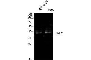 Western Blot (WB) analysis of HepG2-UV, L929 cells using BMP-2 Polyclonal Antibody. (BMP2 antibody  (Internal Region))