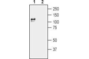 Western blot analysis of rat bladder lysate: - 1. (KCNMA1 antibody  (C-Term, Intracellular))