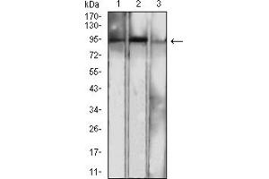 Western blot analysis using NFKB2 mouse mAb against NIH/3T3 (1), MCF-7 (2), and THP-1 (3) cell lysate. (NFKB2 antibody  (AA 712-900))