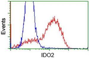 HEK293T cells transfected with either RC223337 overexpress plasmid (Red) or empty vector control plasmid (Blue) were immunostained by anti-IDO2 antibody (ABIN2453838), and then analyzed by flow cytometry. (IDO2 antibody)