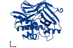 Protein Structure (PS) image for N-Acetyltransferase 2 (Arylamine N-Acetyltransferase) (NAT2) (AA 1-290) protein (His tag) (ABIN7563357)