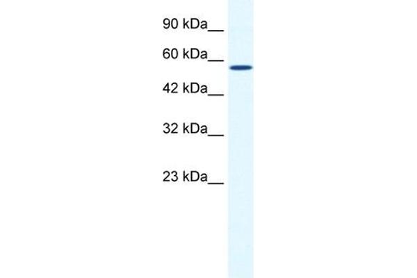 ZBTB44 抗体  (C-Term)