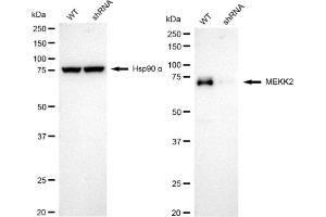 Western blotting analysis using MEKK2 antibody (ABIN7799469).