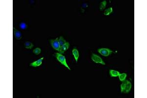 Immunofluorescent analysis of Hela cells using ABIN7144028 at dilution of 1:100 and Alexa Fluor 488-congugated AffiniPure Goat Anti-Rabbit IgG(H+L) (Amphiregulin antibody  (AA 107-148))