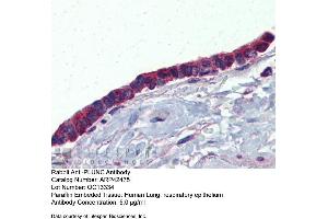 Immunohistochemistry with Human Lung, respiratory epethelium tissue at an antibody concentration of 5. (BPIFA1 antibody  (Middle Region))