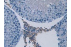 DAB staining on IHC-P; Samples: Rat Testis Tissue (UCN3 antibody  (AA 24-164))