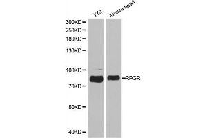 Western blot analysis of extracts of various cell lines, using RPGR antibody. (RPGR antibody  (AA 1-260))