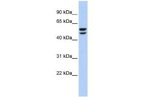 WB Suggested Anti-ATP6V1B2 Antibody Titration: 0. (ATP6V1B2 antibody  (N-Term))