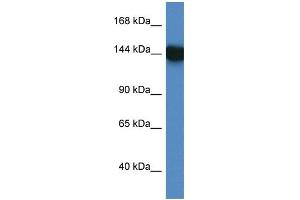 WB Suggested Anti-BAT3 AntibodyTitration: 1. (BAT3 antibody  (C-Term))