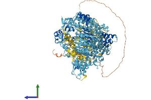 AlphaFold protein structure predicition of Mouse Recombinant Naip2 Protein, UniprotID Q9QUK4 (Naip2 Protein (AA 1-1447) (His tag))