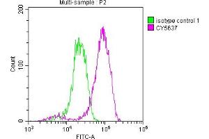 Overlay histogram showing Jurkat cells stained with ABIN7127469 (red line) at 1:50. (Recombinant EIF5A antibody)