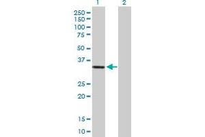 Western Blot analysis of HSA9761 expression in transfected 293T cell line by HSA9761 MaxPab polyclonal antibody.