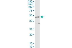 AMBP MaxPab rabbit polyclonal antibody. (AMBP antibody  (AA 1-352))