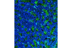 anti-Alanyl (Membrane) Aminopeptidase (ANPEP) (AA 642-965) antibody