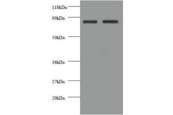 Cadherin 12 抗体  (AA 56-605)