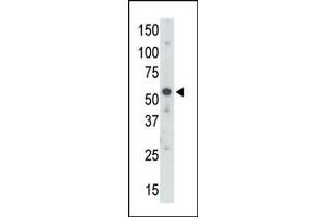 The anti-UBE1 C-term Pab (ABIN387909 and ABIN2844296) is used in Western blot to detect UBE1 in mouse brain tissue lysate. (UBA3 antibody  (C-Term))