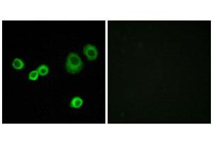 Immunofluorescence (IF) image for anti-Holocytochrome C Synthase (HCCS) (Internal Region) antibody (ABIN1850245)