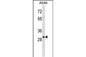 Western blot analysis in A549 cell line lysates (35ug/lane). (THO Complex 4 antibody  (AA 60-89))