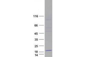 Validation with Western Blot (C1orf151 Protein (Myc-DYKDDDDK Tag))