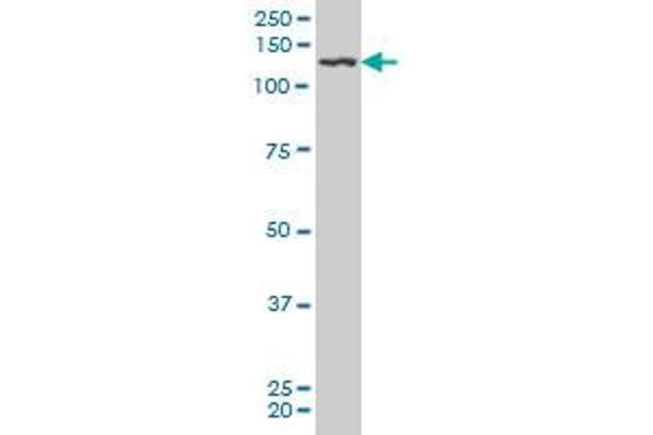 PDGFRB antibody  (AA 33-133)