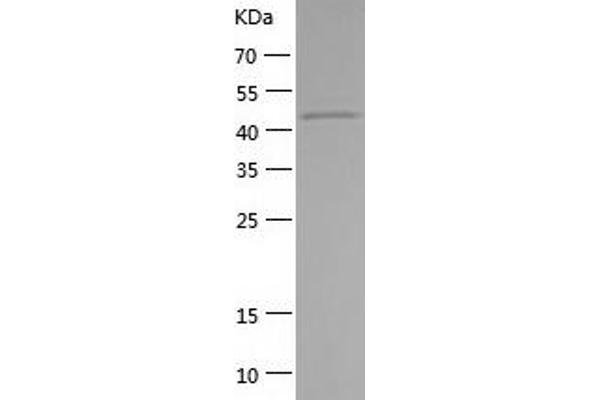 SYT13 Protein (AA 30-426) (His tag)