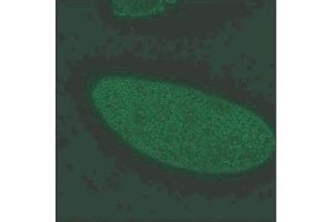 Gephyrin immunochemical staining of 0-12 hour embryos. (Gephyrin antibody  (AA 569-726))