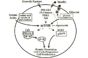 Immunoblotting. (MTOR antibody  (pSer2448))