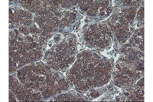 Image no. 3 for anti-Haloacid Dehalogenase-Like Hydrolase Domain Containing 1 (HDHD1) antibody (ABIN1498623) (HDHD1 antibody)