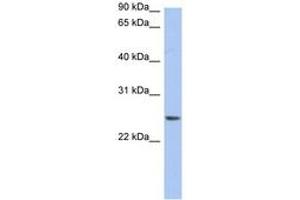 Image no. 1 for anti-Neurensin 2 (NRSN2) (AA 71-120) antibody (ABIN6743534) (NRSN2 antibody  (AA 71-120))