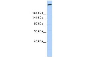 GOLGB1 antibody used at 1 ug/ml to detect target protein. (Golgin B1 (GOLGB1) (N-Term) antibody)