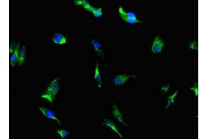 Immunofluorescent analysis of Hela cells using ABIN7169300 at dilution of 1: 100 and Alexa Fluor 488-congugated AffiniPure Goat Anti-Rabbit IgG(H+L) (PGAM5 antibody  (AA 30-223))