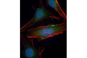 Immunofluorescent analysis of 4 % paraformaldehyde-fixed, 0. (SGK1 antibody  (Ser78))