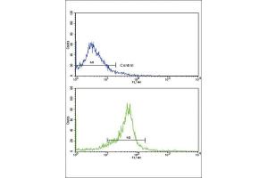 Flow Cytometry (FACS) image for anti-Wingless-Type MMTV Integration Site Family, Member 5B (WNT5B) antibody (ABIN3003826) (WNT5B antibody)
