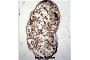 UCK2 Antibody (C-term) (ABIN391287 and ABIN2841329) immunohistochemistry analysis in formalin fixed and paraffin embedded human testis tissue followed by peroxidase conjugation of the secondary antibody and DAB staining. (UCK2 antibody  (C-Term))