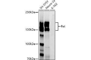 Western blot analysis of extracts of various cell lines, using Ret antibody (ABIN7269925) at 1:1000 dilution. (Ret Proto-Oncogene antibody)