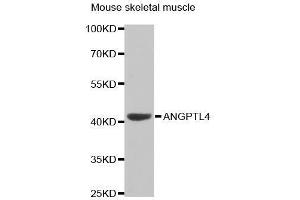 Western Blotting (WB) image for anti-Angiopoietin-Like 4 (ANGPTL4) (AA 26-406) antibody (ABIN3015827) (ANGPTL4 antibody  (AA 26-406))