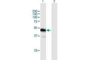 Western Blot analysis of FBLIM1 expression in transfected 293T cell line by FBLIM1 MaxPab polyclonal antibody.
