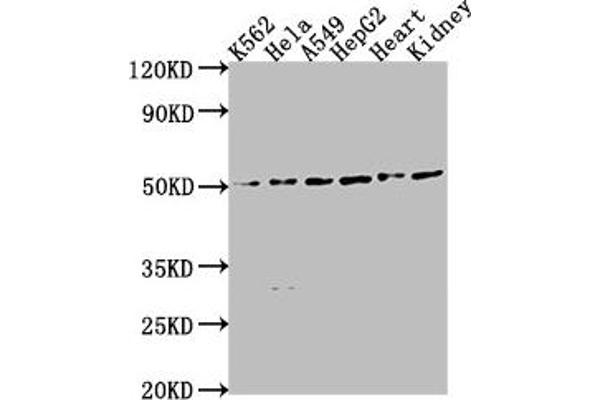 ENPP7 antibody  (AA 22-216)