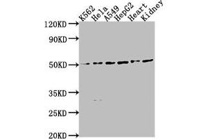 Western Blot Positive WB detected in: K562 whole cell lysate, HeLa whole cell lysate, A549 whole cell lysate, HepG2 whole cell lysate, Mouse heart tissue, Mouse kidney tissue All lanes: ENPP7 antibody at 1:2000 Secondary Goat polyclonal to rabbit IgG at 1/50000 dilution Predicted band size: 52 kDa Observed band size: 52 kDa (ENPP7 antibody  (AA 22-216))