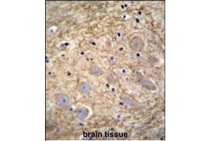 PCDHGA1 Antibody (Center) (ABIN655609 and ABIN2845092) immunohistochemistry analysis in formalin fixed and paraffin embedded human brain tissue followed by peroxidase conjugation of the secondary antibody and DAB staining. (PCDHGA1 antibody  (AA 287-315))